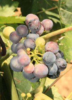 Trauben in einem Weinberg, lila und grün