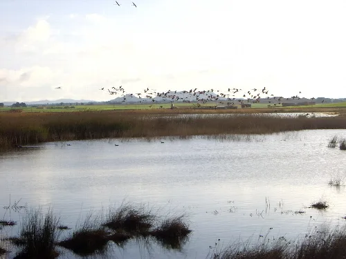 Laguna de Pétrola, Albacete