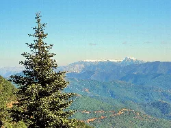 Un árbol Pinsapo en Sierra Bermeja con montañas nevadas en la distancia.