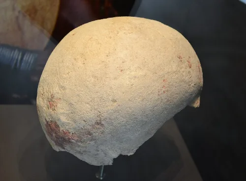 Hauptschädel mit Farbstoff in einer Vitrine.
