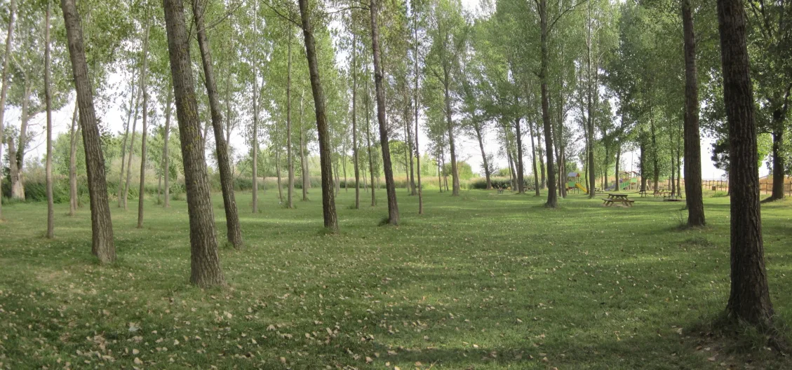 Bäume in einem Park mit Gras und Picknickplätzen.