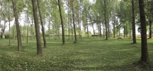 Bäume in einem Park mit Gras und Picknickplätzen.