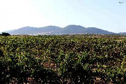 Olivenhaine und Weinberge vor Bergen
