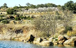 Blooming almond trees and river in Los Navalucillos, Toledo.