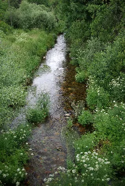 Omañón River surrounded by trees and green plants in Omañón, Riello.