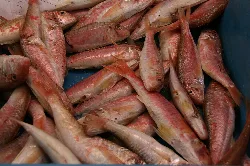 Red mullets in a basket at the fish market.