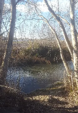Genil-Fluss mit kahlen Bäumen in Láchar, Granada.