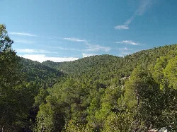 Pinus halepensis Wald in Sierra de Burete.