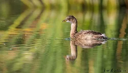 Bird swimming in water with green reflections.