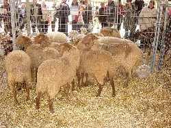 Red Mallorcan sheep in a pen at the Inca fair.