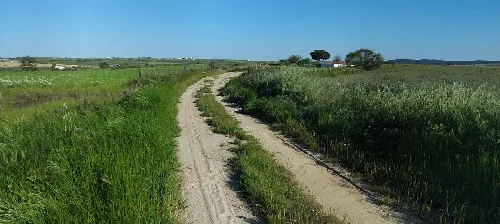 Dirt path between green fields in Villaralto, Córdoba.