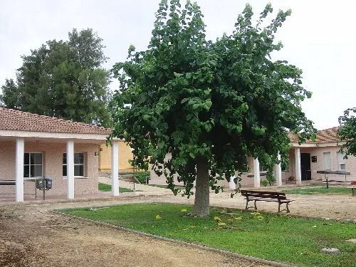 Großer Baum mit Bänken und Häusern in Mollina, Málaga.