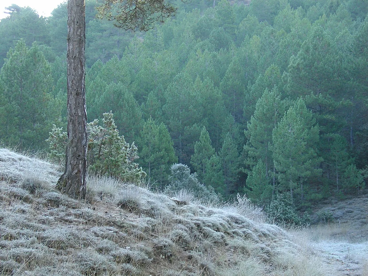 Vista de árboles y hierba con escarcha en la Sierra de Valdemeca.