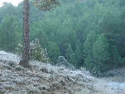Vista de árboles y hierba con escarcha en la Sierra de Valdemeca.