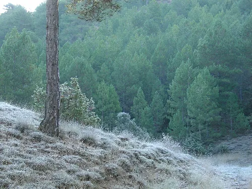 Bäume und Gras mit Reif in der Sierra de Valdemeca.