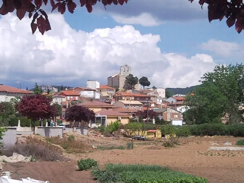 Tórtola de Henares