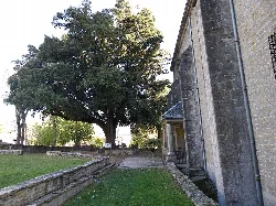 Roble grande junto a una iglesia en Artziniega, Álava.