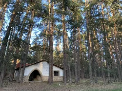 Small building in the middle of a forest of tall pine trees.