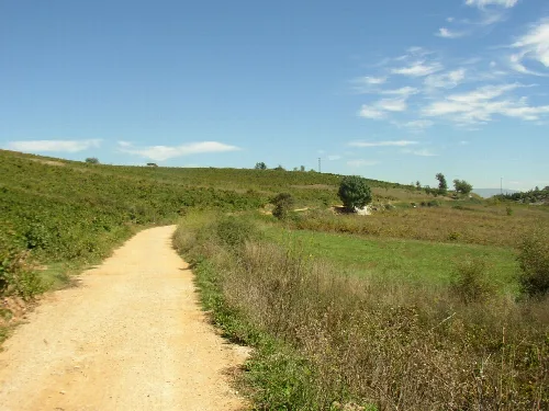 Weinberge an Hügeln mit Feldweg und blauem Himmel.