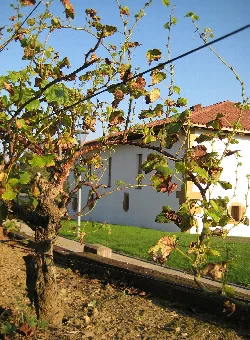 Weinrebenblätter in einem Weinberg mit Gebäude im Hintergrund in Lejona.