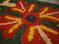 Close-up of a colorful flower with red, yellow, and beige petals on the floral carpet.