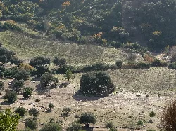 Vista de colinas con árboles y terrazas agrícolas en Coripe.