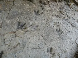 Animal footprints on a rock at Los Cayos in Cornago, La Rioja.