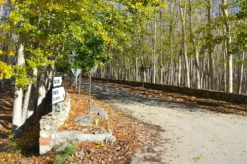 Zufahrtsstraße nach Cacín mit Bäumen und Laub auf dem Boden.