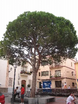 Pino grande en la Plaza Mayor de Alfaz del Pi con edificios y gente.