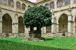 Renaissance cloister with a central tree and arches in the background.