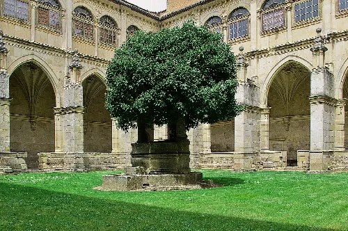 Renaissance cloister with a central tree and arches in the background.