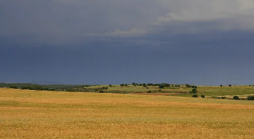 Campos de cereal-