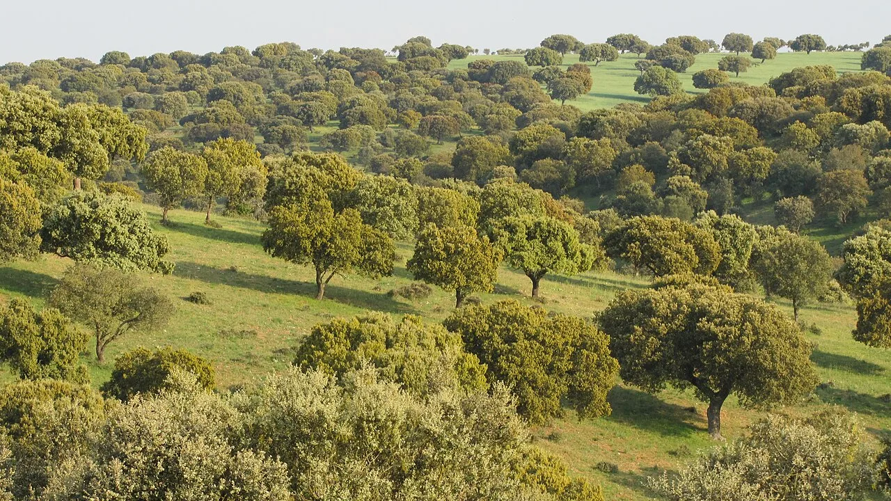 Dehesa, finca Los Valhondos, perteneciente a BEHER, Bernardo Hernández. En la fotografía se observa un bosque de encinas, dedicado a la cría de cerdos, para la producción de jamón de bellota. Situada en el municipio de Pelayos (Salamanca), cercano a la localidad de Guijuelo.