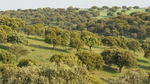 Dehesa, finca Los Valhondos, perteneciente a BEHER, Bernardo Hernández. En la fotografía se observa un bosque de encinas, dedicado a la cría de cerdos, para la producción de jamón de bellota. Situada en el municipio de Pelayos (Salamanca), cercano a la localidad de Guijuelo.