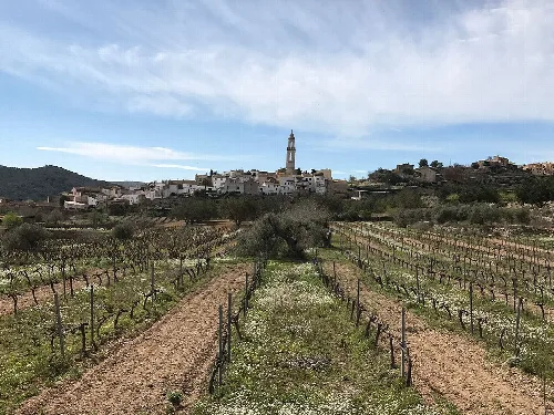 Paisaje de Albinyana con viñedos y una iglesia en el centro.