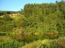 Lago natural rodeado de árboles y vegetación en Rumoroso, Polanco.
