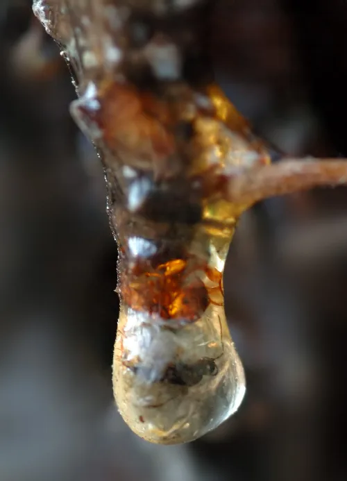 Fossilized mosquito in amber, close-up.