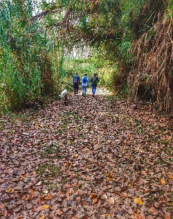 Three people and a dog walking on a trail surrounded by vegetation.