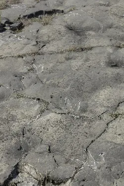 Stones with white markings at an archaeological site in Igea, La Rioja.