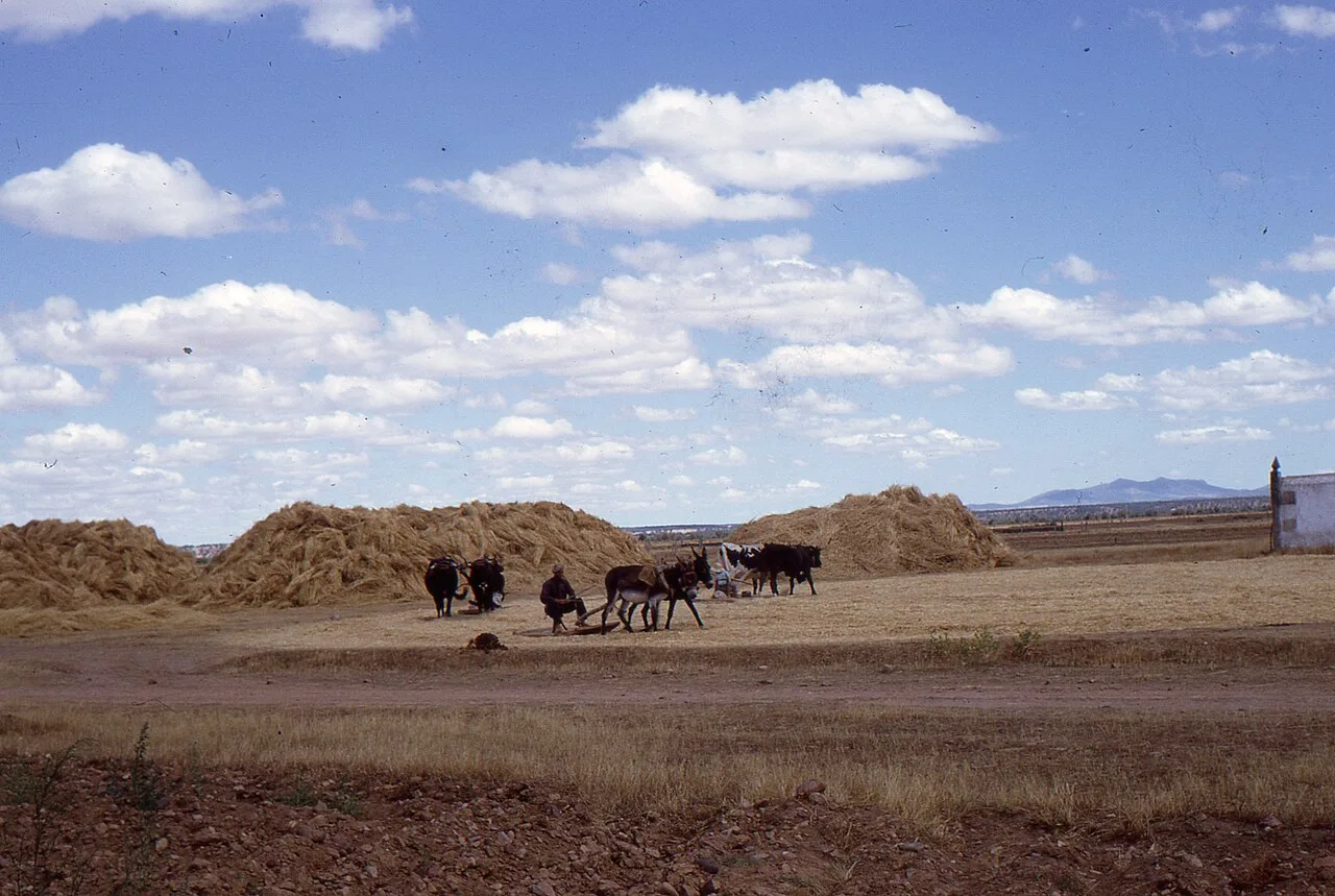 Martín de Yeltes - Threshing ground wheat.