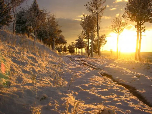 Camino cubierto de nieve con árboles y sol poniente en Hinojosa de Duero.