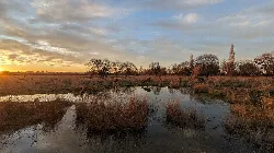 Wetland landscape with deer and water in Salburua, Vitoria-Gasteiz.