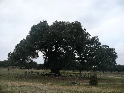 Monumental encina de mas de 800 años de vida existente en Zarza de Montánchez.