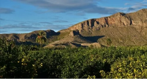 Berge und Vegetation in der Sierra de Orihuela, mit einer Palme im Vordergrund.