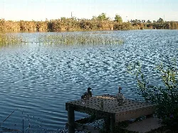 Two ducks on a dock by a lake in Almenara.