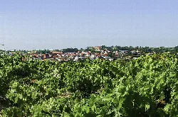 Green vineyards with town in the background.