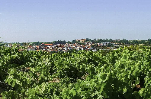 Green vineyards with town in the background.