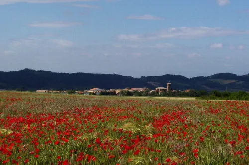 Panoramic view of Muruzábal with poppies in the foreground and village in the background.