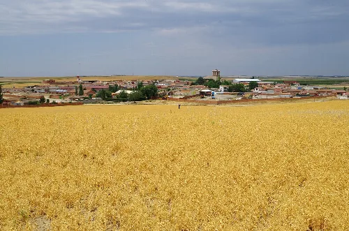 Bobadilla del Campo and pea field (Valladolid, Spain)
