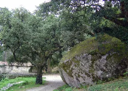 Bäume und ein großer moosbedeckter Felsen in einem Park.